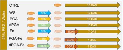 Genotype-specific germination behavior induced by sustainable priming techniques in response to water deprivation stress in rice